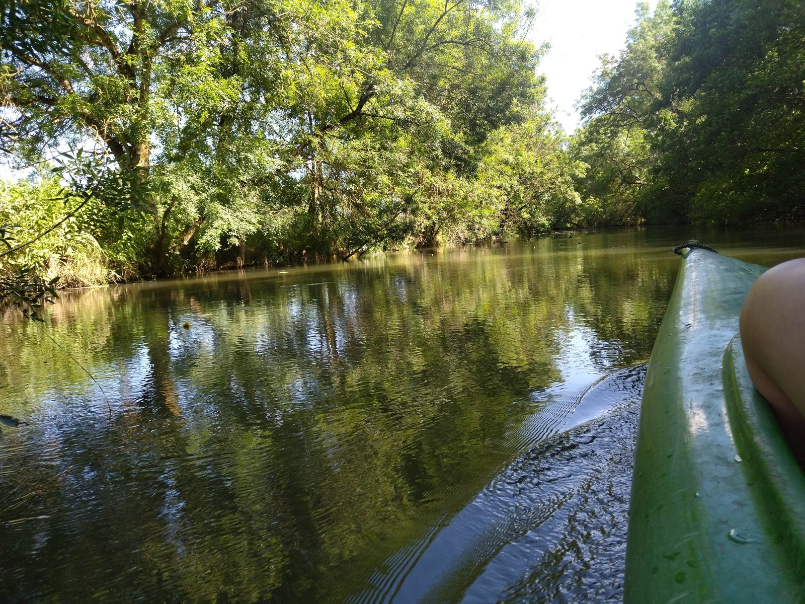 Sur l'eau, entre les frondaisons
